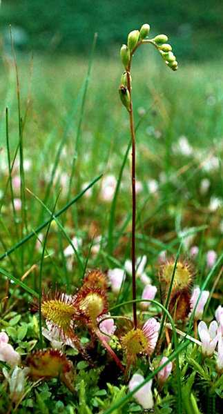 (21501)Drosera rotundifolia,inflorescence